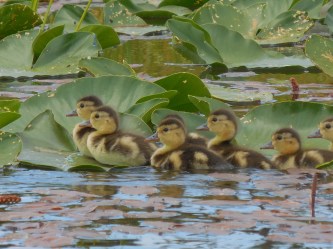 [just for you, dad.]